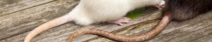 rodent-control-NJ