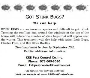 Stink Bug Removal