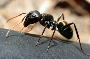 Carpenter Ants removal NJ