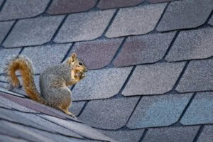 Squirrel Removal