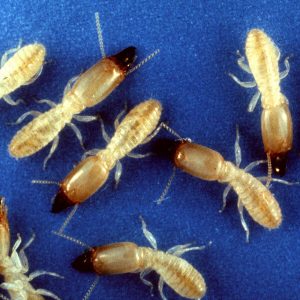Termite Treatments West Orange, Nj