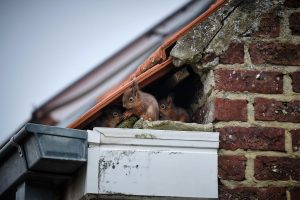 Squirrel Removal in New Jersey