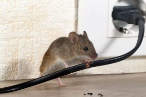 Rodent Control in New Jersey