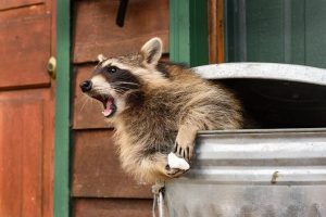 Raccoon Removal in West Orange, NJ