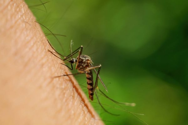 Mosquito Control in New Jersey