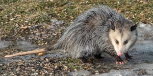 Possum Control West Orange, NJ