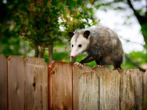 Possum Removal West Orange, NJ