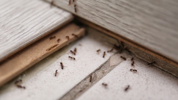 Ant Control in New Jersey