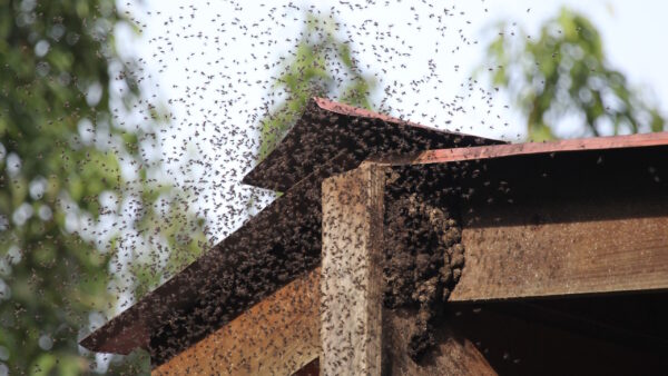 Bee Removal in New Jersey
