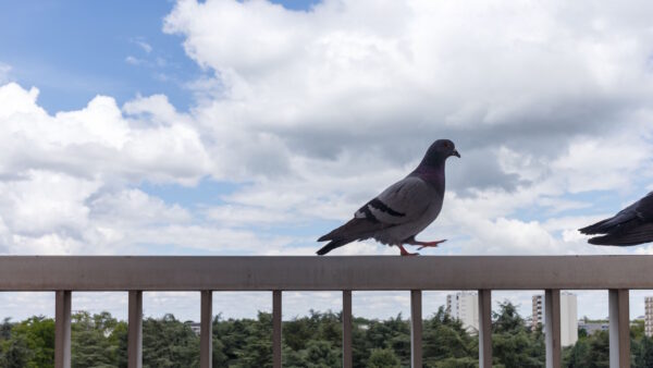 Bird Removal in NJ