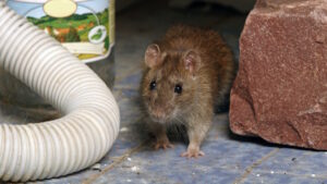 Mice Control in New Jersey