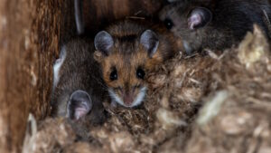 Mice Removal in New Jersey