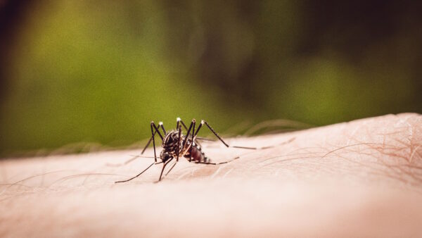 Mosquito Control in New Jersey