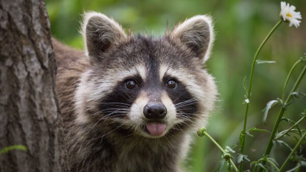 Raccoon Removal in New Jersey