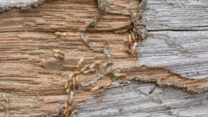 Termite Control Company in New Jersey