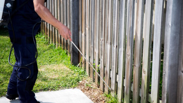 Termite Control in New Jersey