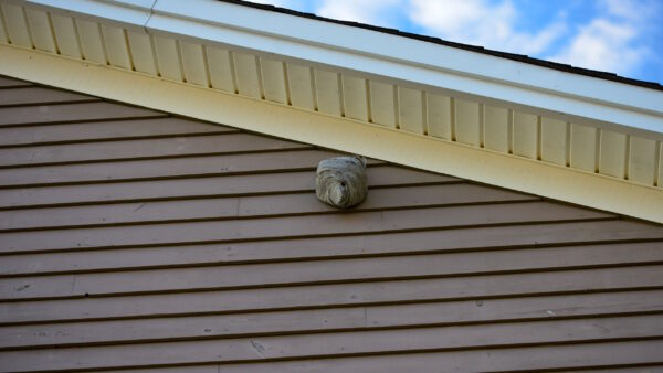 Wasp Control in New Jersey