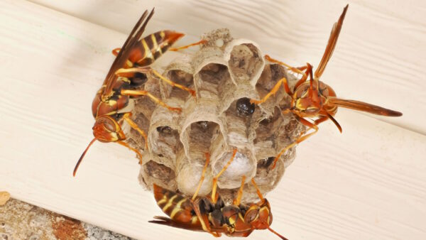 Wasp Removal in New Jersey