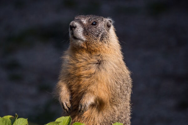 Groundhog Removal in NJ